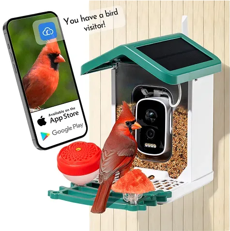 Happy Birdy